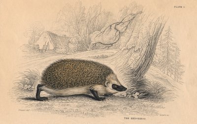 ハリネズミErinaceus europeas、1828 作： Unbekannt