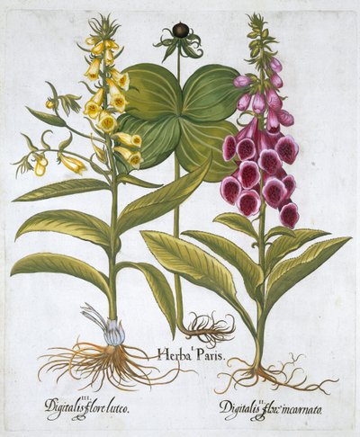 ハーブ Paris Solanum quadrifolium、一般的なジギタリス ジギタリス プルプレア ラージ イエロー ジギタリス 作： Unbekannt