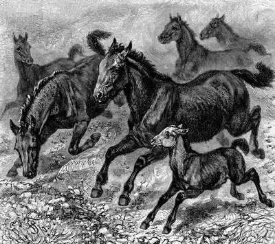 ターパンの群れ、1893 作： Unbekannt