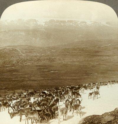 北の荒野のトナカイの群れ、ノルウェーのハルダンゲル氷河の雪の高さ、c1905。 作： Unbekannt