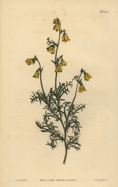 Hermannia confusa (Hermannia tenuifolia, Fine-leaved hermannia) 作： Unbekannt