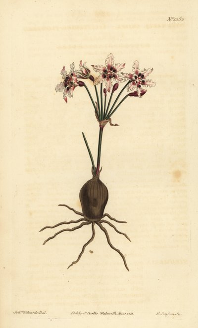Hessea cinnamomea (Glittering flowered strumaria, Strumaria crispa) 作： Unbekannt