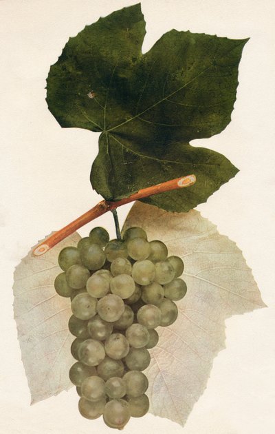 イダルゴ、1908年。 作： Unbekannt