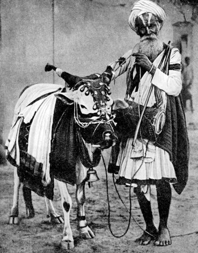 ヒンドゥー教の牛とインド、1936年 作： Unbekannt