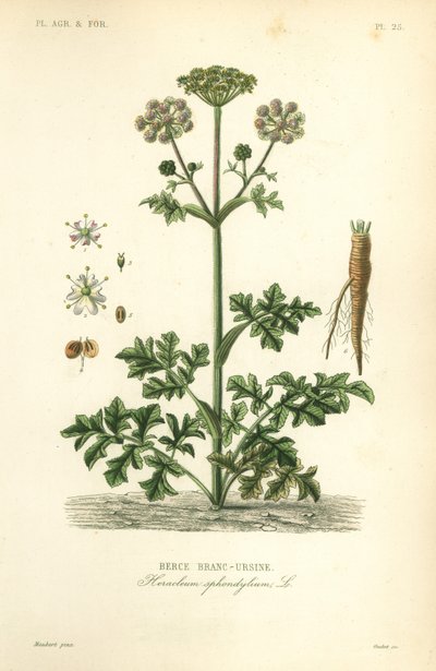 ホグウィードまたはカウパースニップ、Heracleum sphondylium、berce branc-ursine 作： Unbekannt