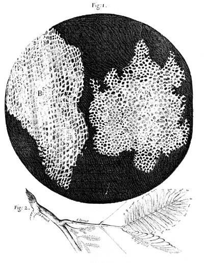 コルクと敏感な植物の小枝の細胞構造のフック観察、1665 作： Unbekannt