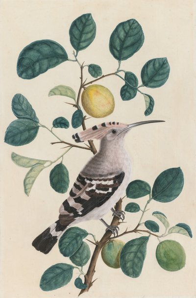 柑橘類の木の枝のヤツガシラ、c。 1800。 作： Unbekannt