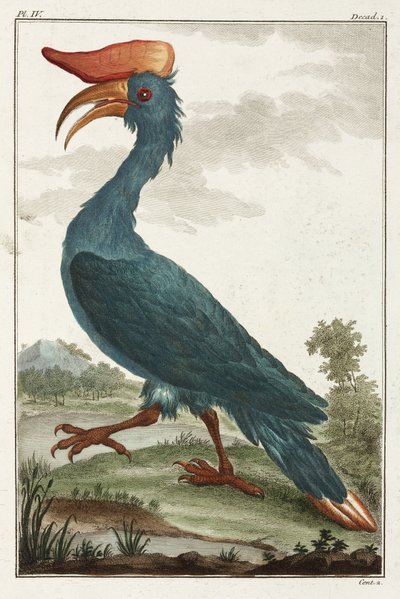 ホーンビル(Hornbill) 作： Unbekannt