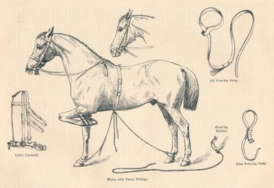 Rareyフィッティング付きの馬、c1905 c1910 作： Unbekannt