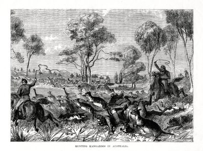 カンガルーの狩猟、オーストラリア、1877 作： Unbekannt