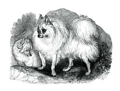 アイスランド犬、1848 作： Unbekannt