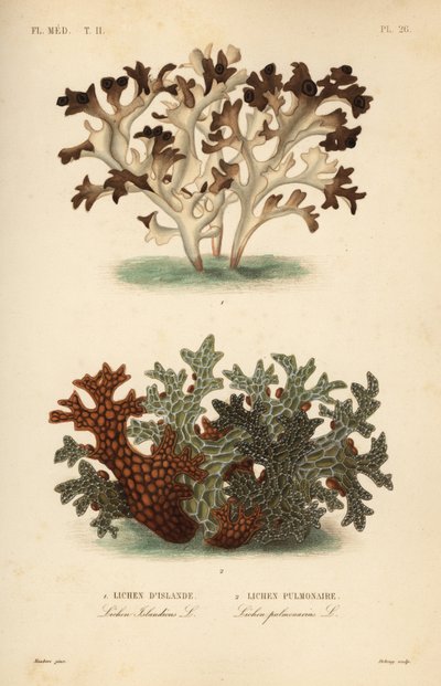 アイスランド苔（Cetraria islandica, Lichen d