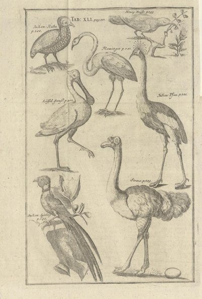 Kolb, Peter og utgitt av bey Peter Conrad Monath (en, 1745)によるVorgebürges des Guten Hoffnung und derer darauf wohnenden Hottentottenの図解。 作： Unbekannt