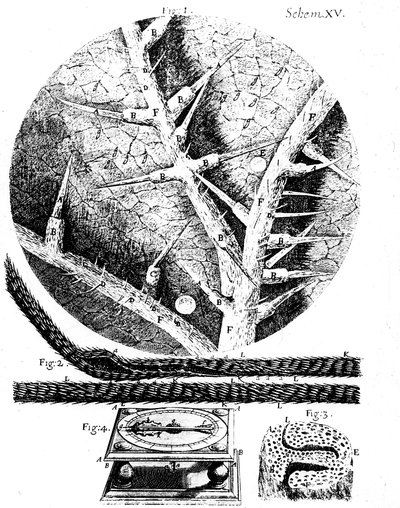 イギリスの顕微鏡学者ロバート・フックス・ミクログラフィア、1665年のイラスト 作： Unbekannt