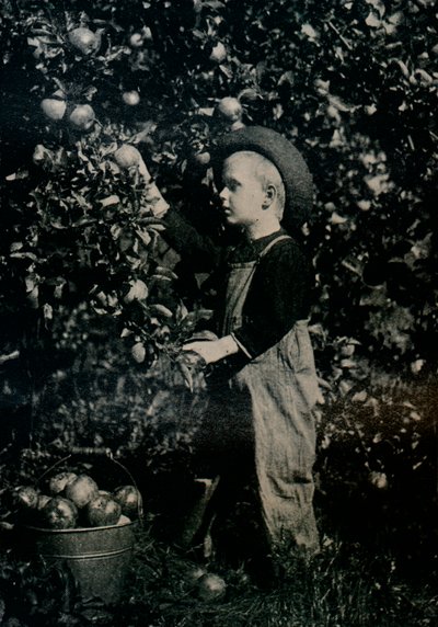 Ontaariosの実りある果樹園の1つ、c1934 作： Unbekannt