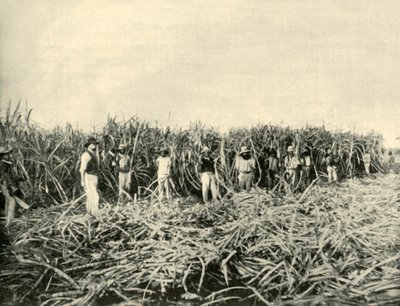 クイーンズランド州の砂糖プランテーション、1901年。 作： Unbekannt
