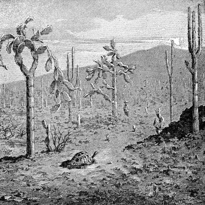 不屈の島、ガラパゴス諸島、1895 作： Unbekannt