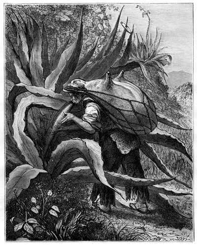 19世紀のメキシコ、メキシコ 作： Unbekannt
