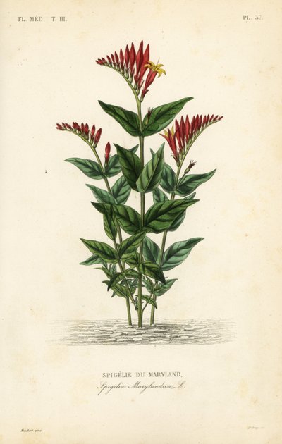 インディアンピンクまたはウッドランドピンクルート、Spigelia marilandica、Spigelia marylandica、Spigelie du Maryland 作： Unbekannt