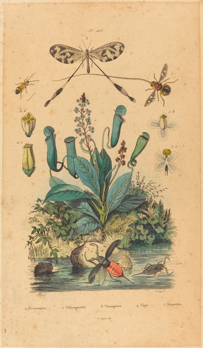 昆虫と花、1837 年発行。 作： Unbekannt