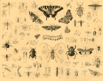昆虫、c1910。 作： Unbekannt