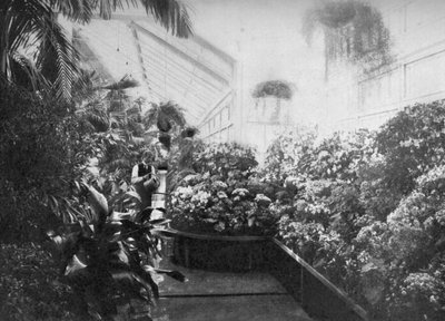 ホワイトハウスの温室のインテリア、ワシントンDC、アメリカ合衆国、1908 作： Unbekannt
