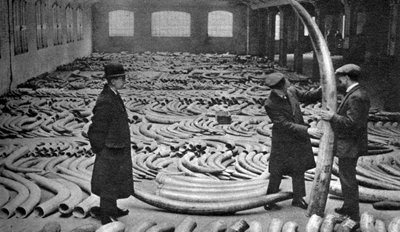 アイボリーの出荷、ロイヤルアルバートドック、ロンドン、1926-1927 作： Unbekannt