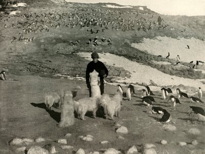 ペンギンの繁殖地におけるジョイスと犬、c1908、1909。 作： Unbekannt