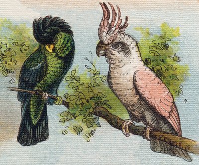 カカトース。Alphabet de ma petite fille "の中のエングレーヴィング。Bernardin-Bechet and Fils, bookseller-publishers, Paris, around 1895.壊れないアルバムをキャンバスにBibliotheque des Bebes.12ページ。読書法とイラスト入りのアベセダリーを収録したアルバム。薄暗い。 作： Unbekannt
