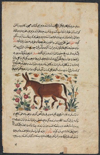Khar Ass、Nuzhat-nama-yi alaiの優れた弁護士書、1400年代。 作： Unbekannt