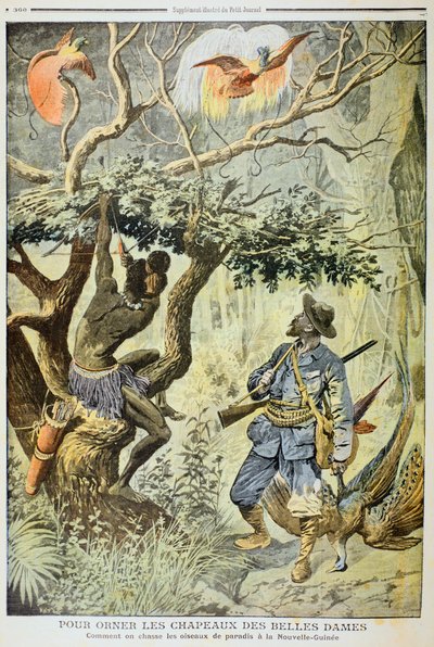 極楽鳥の殺害、ニューギニア、1908 作： Unbekannt