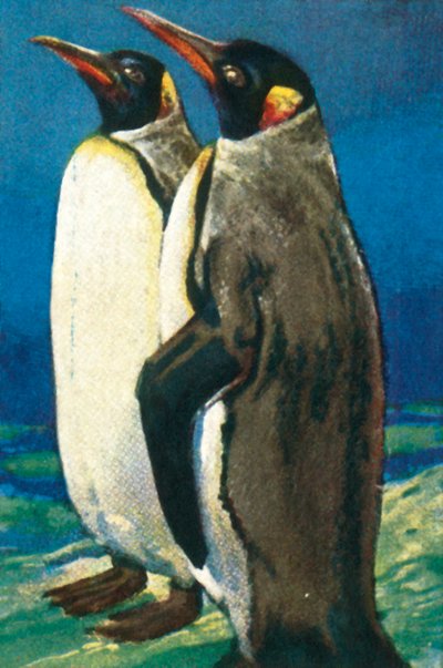 キングペンギン、c1928。 作： Unbekannt