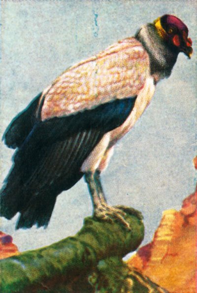 キングハゲワシ、c1928。 作： Unbekannt