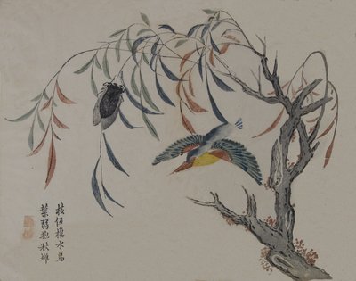 カワセミ、蝉、柳の木、19 世紀。 作： Unbekannt