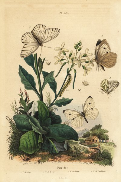 大白、Pieris brassicae 1、小白、Pieris rapae 2、緑縁白、Pieris napi 3、黒縁白、Aporia crataegi 4。Pierid butterflies 作： Unbekannt