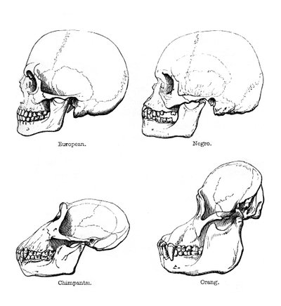 頭蓋骨または側面の側面図、1848 作： Unbekannt