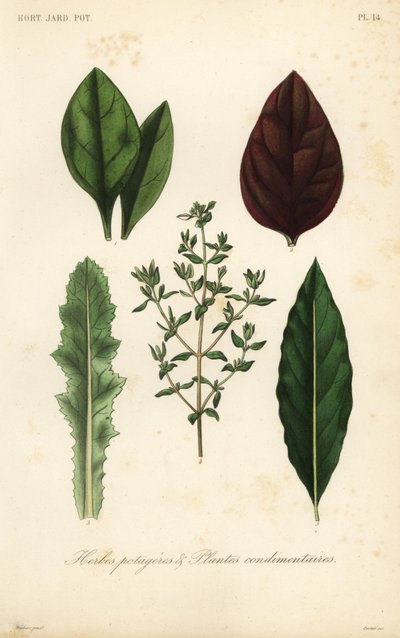 葉物野菜とハーブ、Herbes potageres et plantes condimenteires 作： Unbekannt