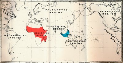 レムロイディア-II。 Tarsiidae BlueとGalaginae Redの分布を示す地図、1897 作： Unbekannt