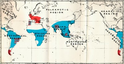 レムロイディア-IV。生きている青と化石赤の擬人類の分布を示す地図、1897 作： Unbekannt