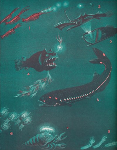 海面下0.5マイルの生活、1935年 作： Unbekannt