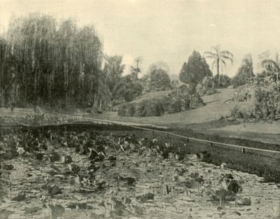 リリーポンド、ブリスベン植物園、1901年。 作： Unbekannt