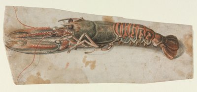 ロブスター、1600年代。 作： Unbekannt