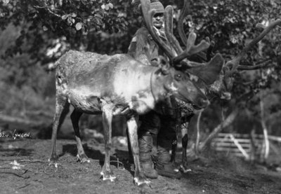 トナカイのいる地元の男性、ノルウェー北部、リンゲン、c1920s-c1930s 作： Unbekannt