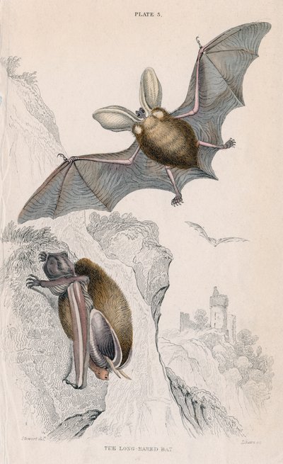 長い耳のコウモリPlectorus auritus、1828 作： Unbekannt