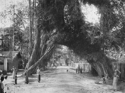絵のような古いイチジクの木フィカスインディカカルタラ、1926年の近くの道Clombo-Galle 作： Unbekannt