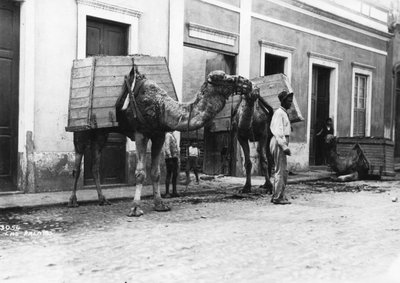 ラクダを持つ男、ラスパルマス、グランカナリア島、カナリア諸島、スペイン、c1920s-c1930s 作： Unbekannt