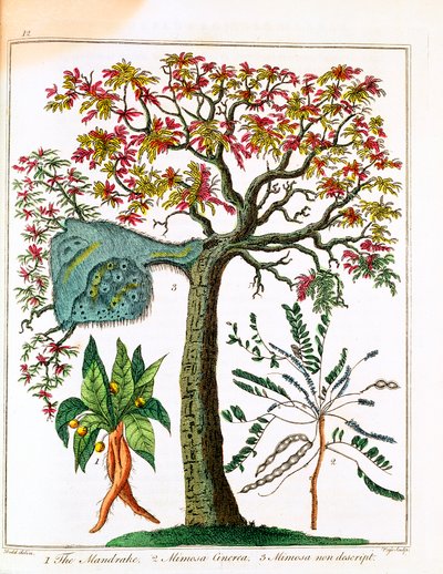 マンドレイク、敏感な植物、アカシア、c1795 作： Unbekannt