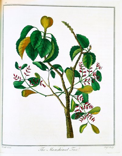 マンシニールの木 Hippomane mancinella または Poison Guava、c1795 作： Unbekannt