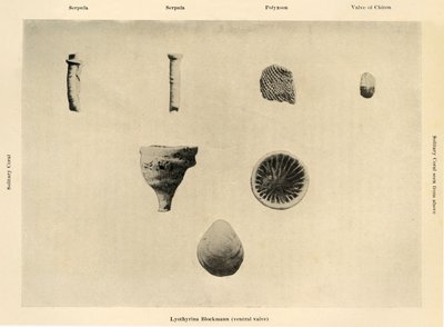海洋生物、倍率1 12、c1908、1909。 作： Unbekannt