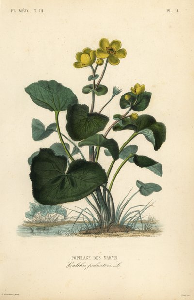 マーシュマリーゴールド（キングカップ）、Caltha palustris、Populage des marais 作： Unbekannt